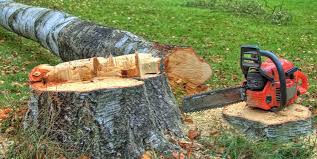 Tree and Shrub Care in St Stephen, SC